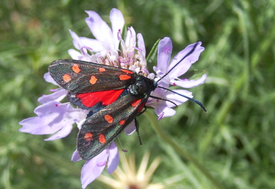 Zygaena da ID